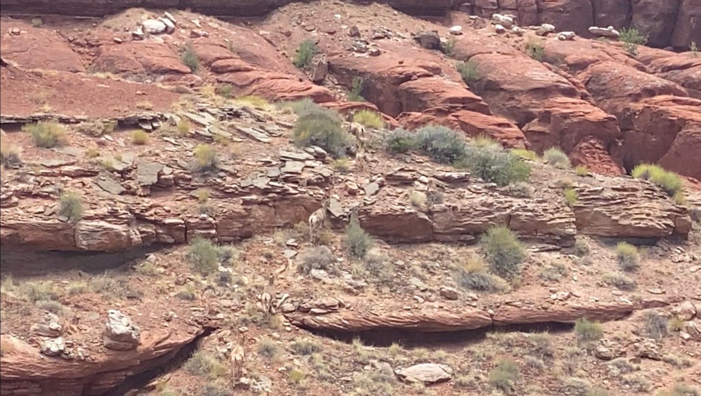 Mountain Goats running through the wilderness of Chicken&nbsp;Corners